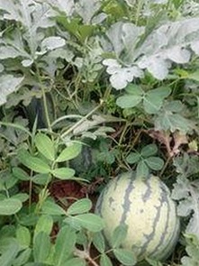 全面解析：嫩草17.c 91免费版下载的最新动态与内容对比