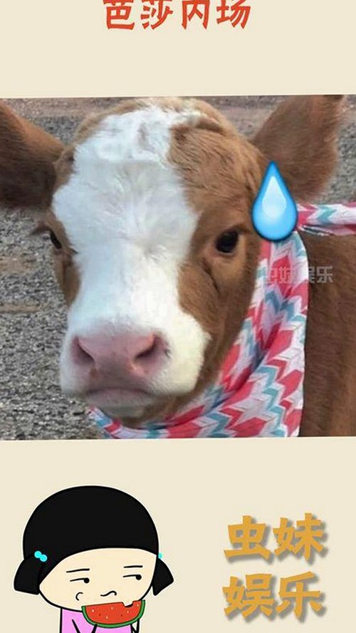 全面解析：看片官方免费版的最新发展与应用