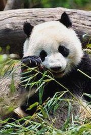 探索豆花视频免费版：漯河市的最新娱乐资源与趋势