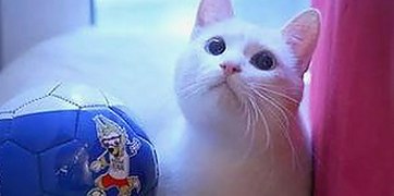 解析高清乱码🔞❌♋免91官方版的现状与未来