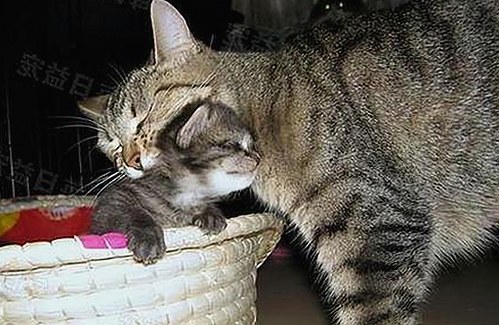 鲁啊鲁官方版下载：探索合肥市热门资源与最新版本