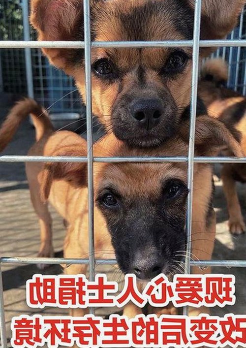 全面解析91免费下载平台：追剧新选择与内容安全