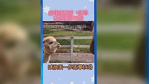 高清🈚码🔞❌♋免费菠萝视频官方版：推动行业新变革