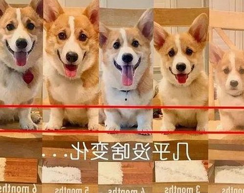 关于香蕉视频免费版的最新访问指南与资源介绍