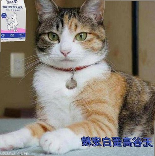 从争议到认知：茄子视频官方版的现状与发展