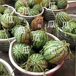 探索菠萝视频官方版：最新内容与热门资源推荐