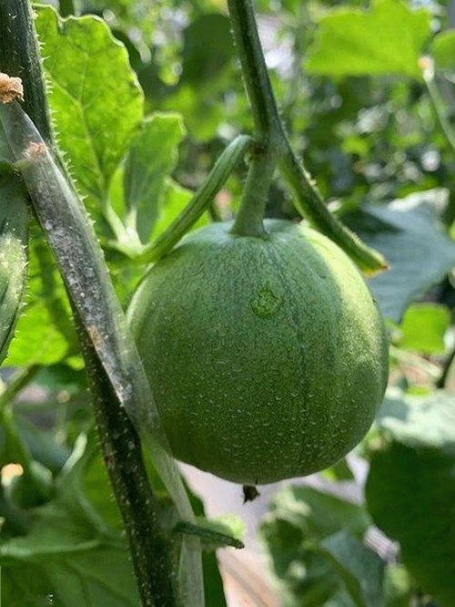 最新揭秘：豆花视频官方版现已全面上线，满足你的多样需求