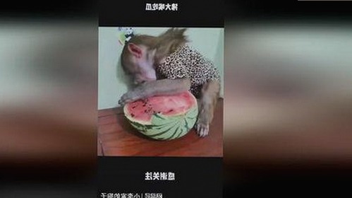 成人网2026最新版v.6.61.85.8 安卓版：引领数字娱乐新趋势
