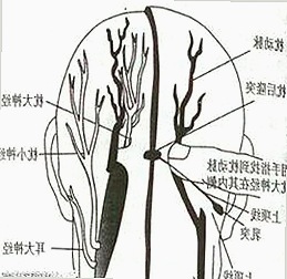 探索宣城市的香蕉视频免费版：便捷观看新体验